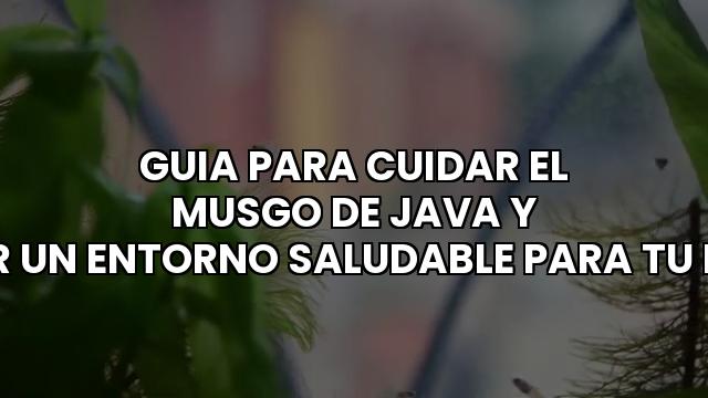 Guia Para Cuidar El Musgo De Java Y Crear Un Entorno Saludable Para Tu Betta